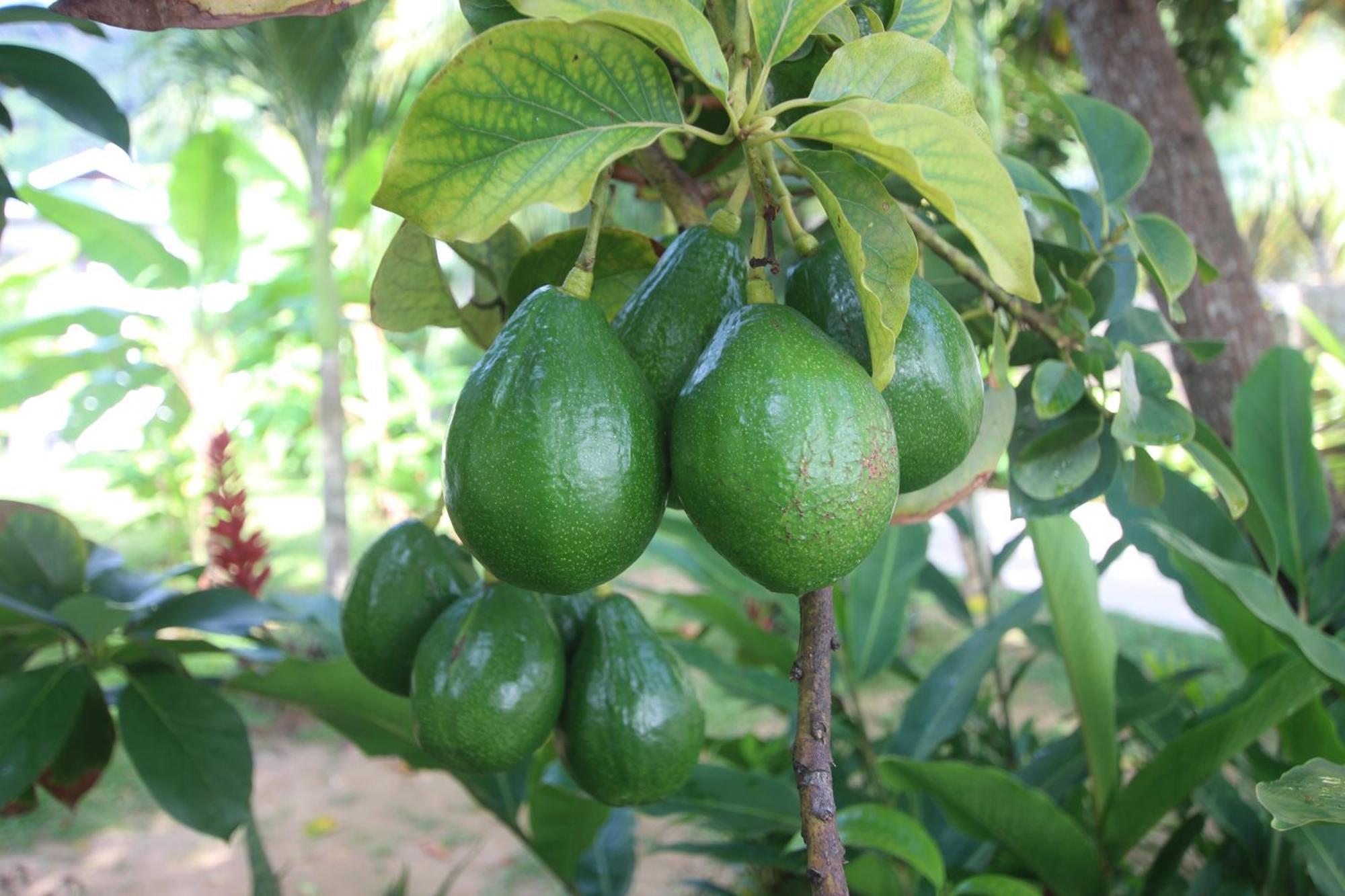 نزل كاست آواي Pointe Au Sel المظهر الخارجي الصورة